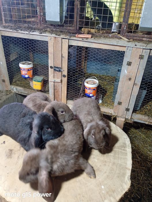 Pui Berbec German Havana