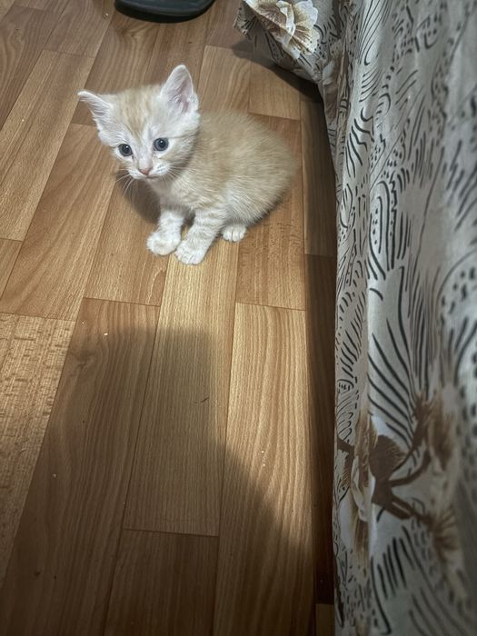 Отдам котят в добрые руки(кошка кот)