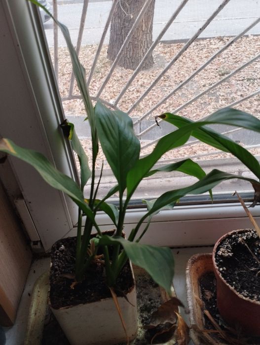 Продам спацефилум ( женское счастье)