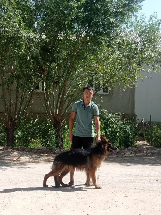 Немецкая овчарка длинношерстная