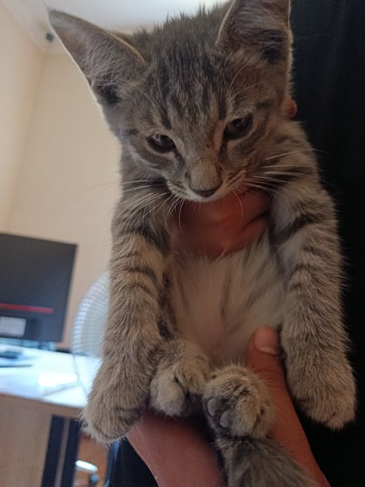 Mushukcha European shorthair (kaltayungli)
