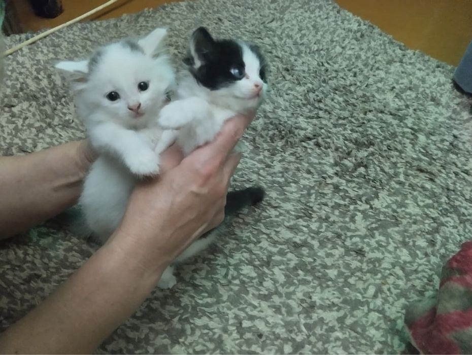 Котята ищут хозяев