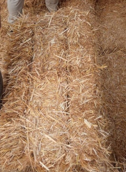 Сомон прес той samon (Dastavka) Беда Камич Qamish Qamich Bardon somon