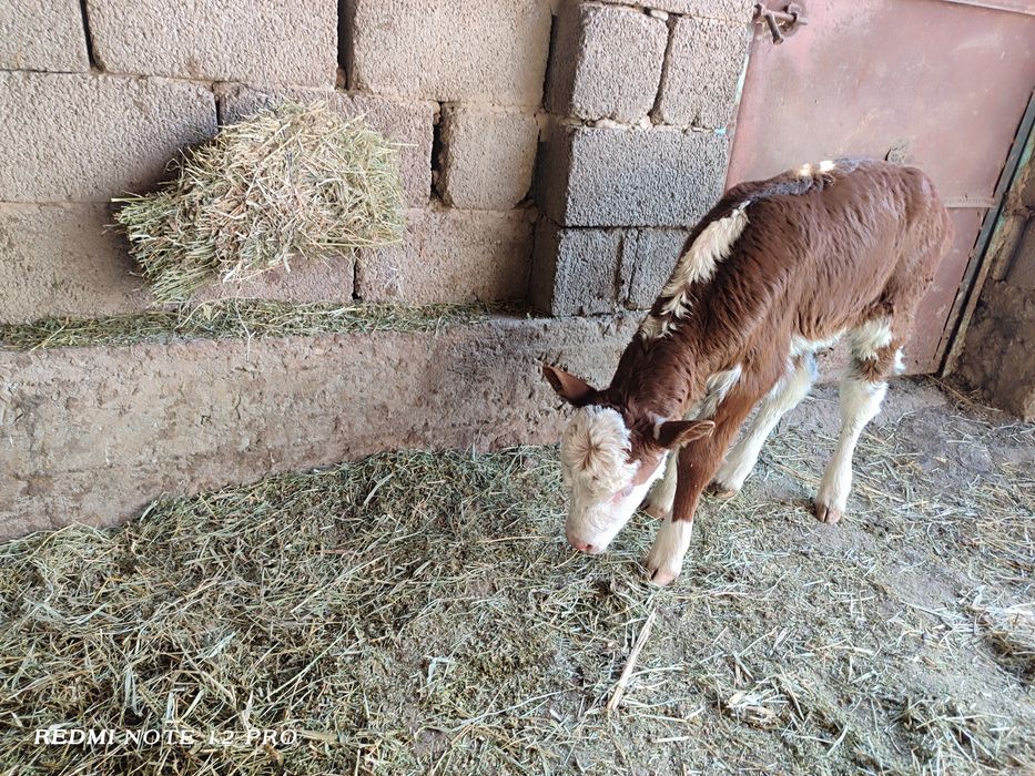 Бұзау сатылады екеуіде ұрғашы