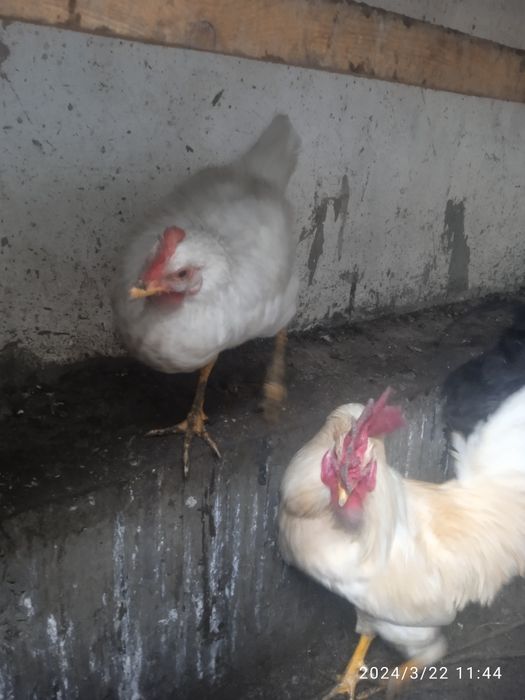 Продаю петухов домашних