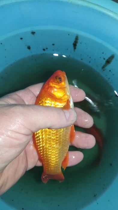 Продам рыбок кометы