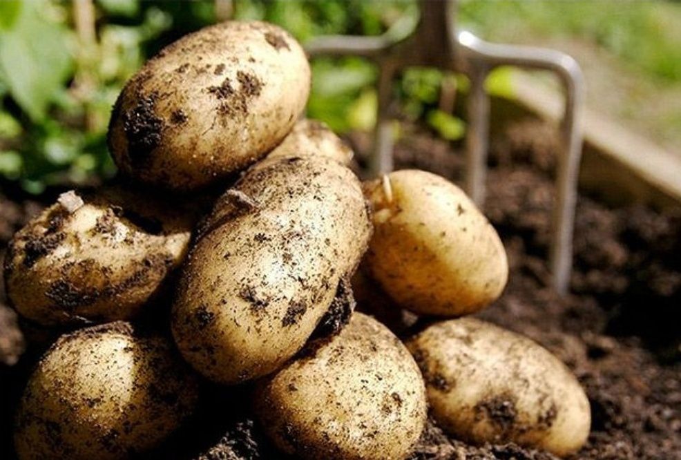 Картофель дачный
