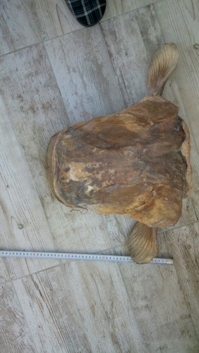 Глава от СОМ трофей