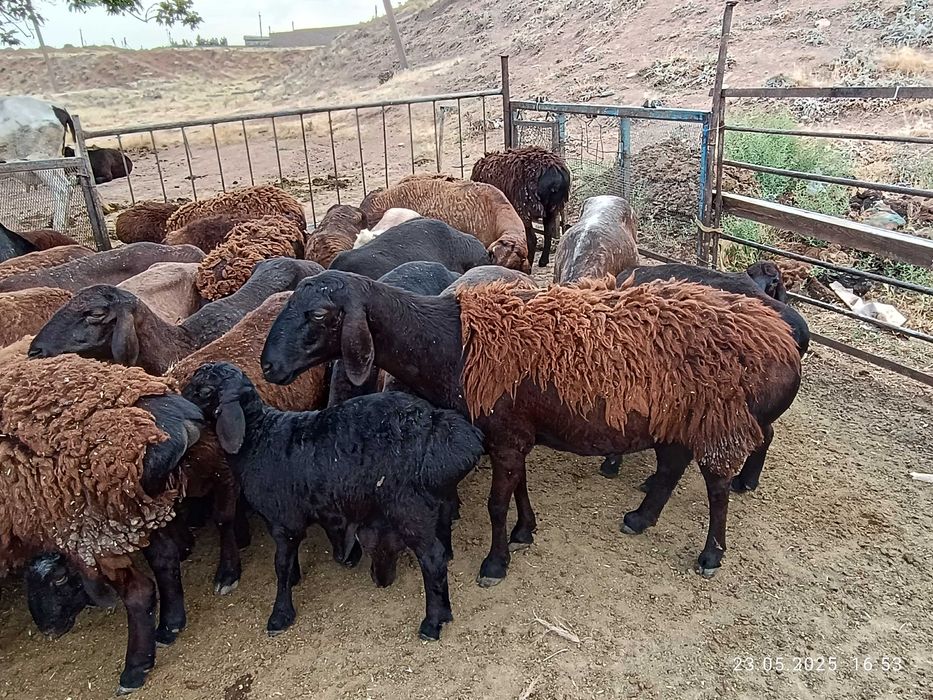 Қўй лар сотилади, сифати бомба хисори қўйлар