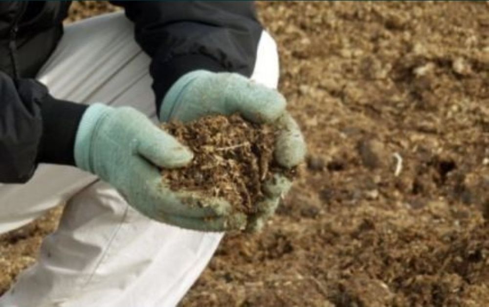 Куринный помет бесплатно