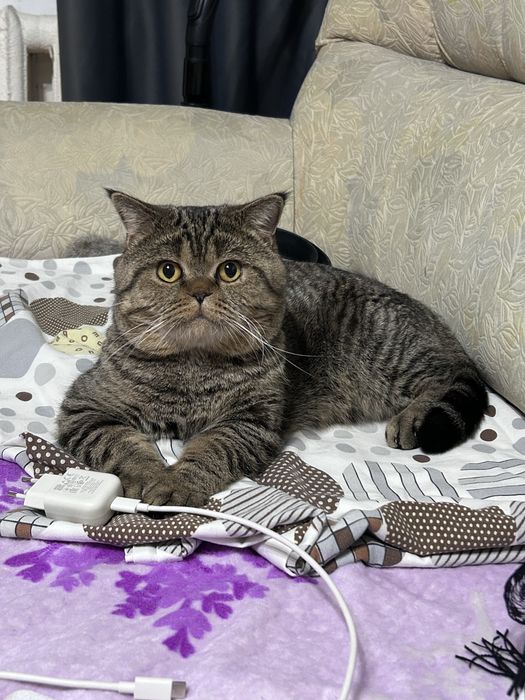 Ищем кошку на вязку