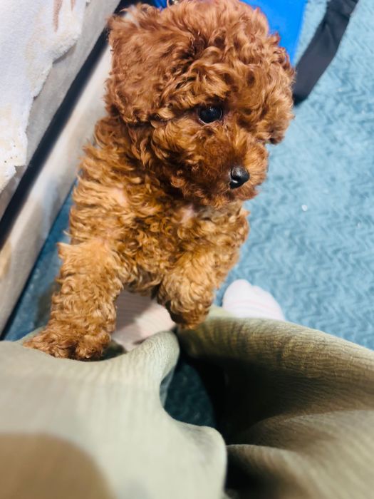 Продавам Мини Той пудел