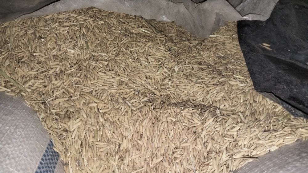 Шоли сотилади қилич навли 11 тонна