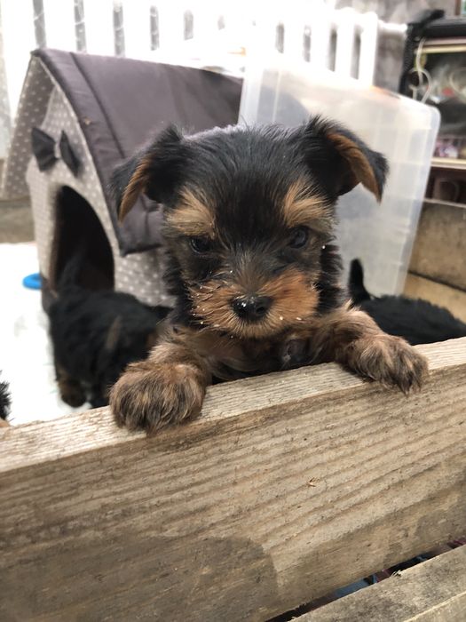 Щенки Йорка мальчики 2 месяца