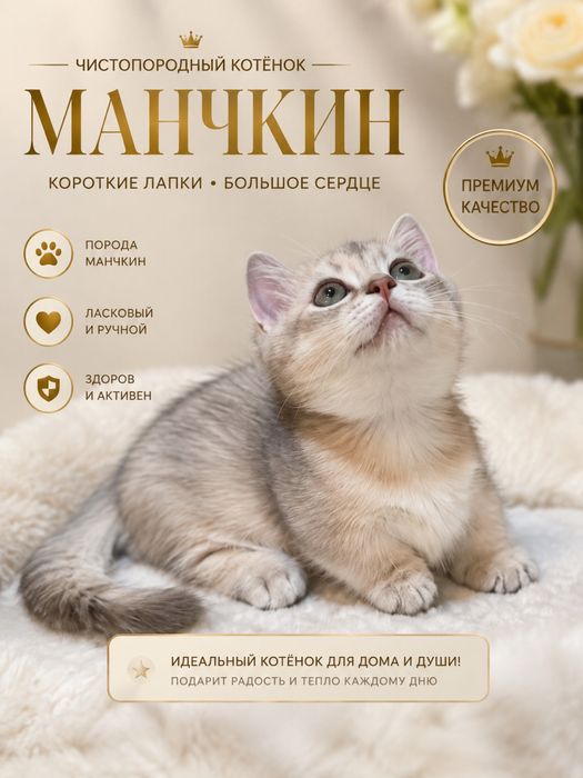 Продаются котята. Фолд, бритиш