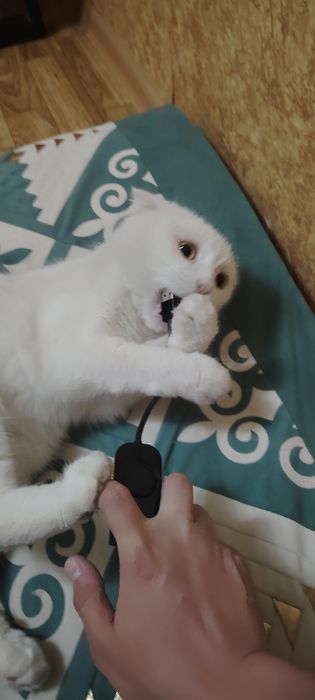 Отдам кота в хорошие руки, Максвелл