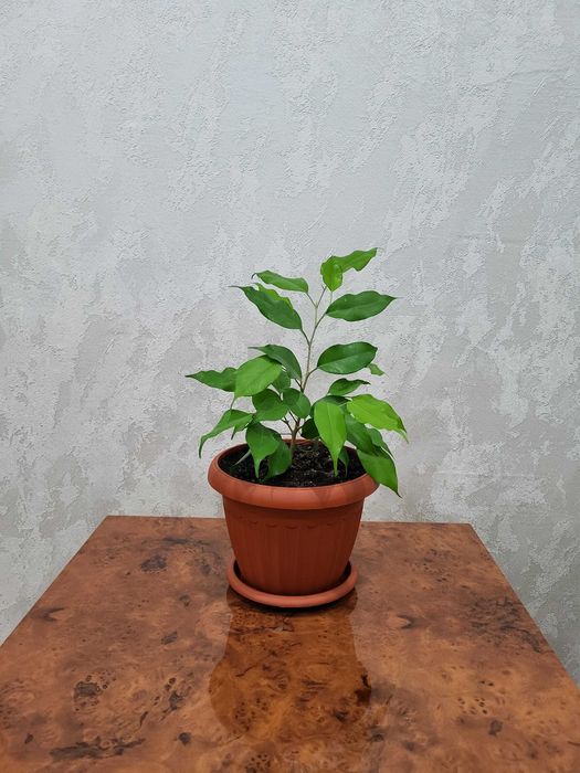 Комнатное растение Фикус Бенджамина