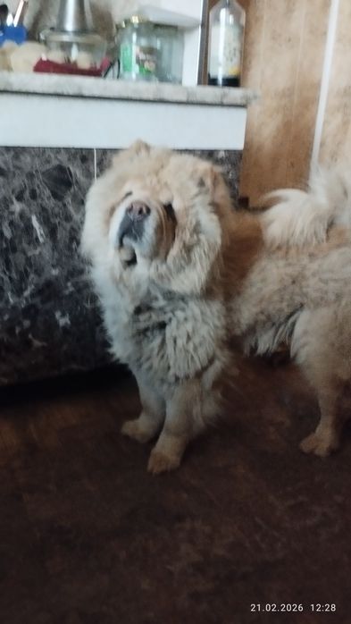 В продаже девочка чау чау