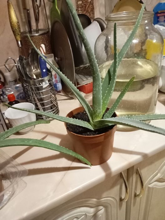 Алоэ Вера. лечебное.