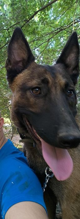 Donez femela belgian olandez