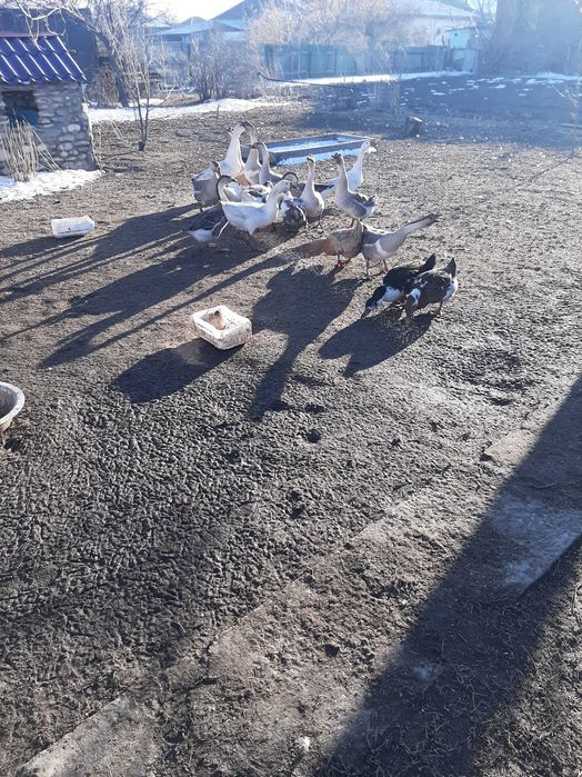 Продам гусей и уток