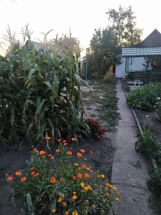 Продаю дачу в обществе Алма