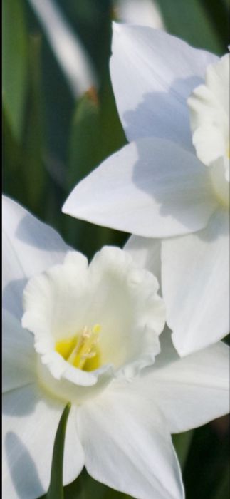 Bulbi de narcise 50 lei kg