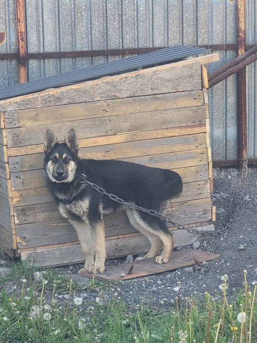 Продается овчарка