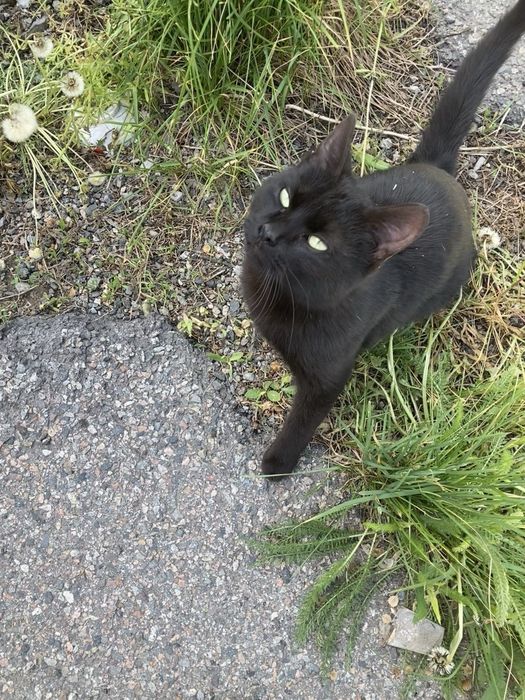 Кот в любящие руки