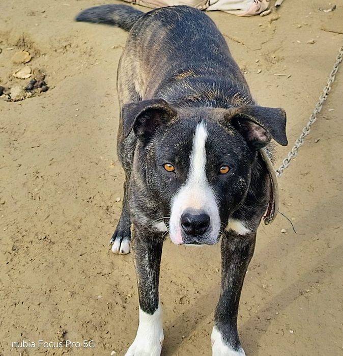 Щенки стаффорда продам