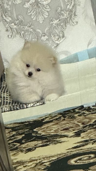 Померанский щпиц самец