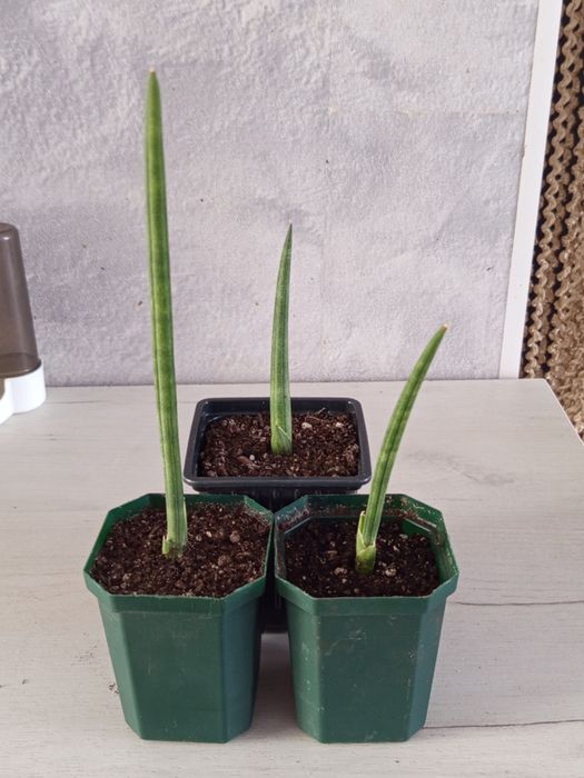 Продам комнатные растения