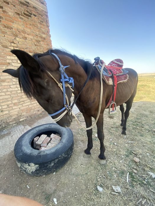Горантия нет ,потаму что это лошадь