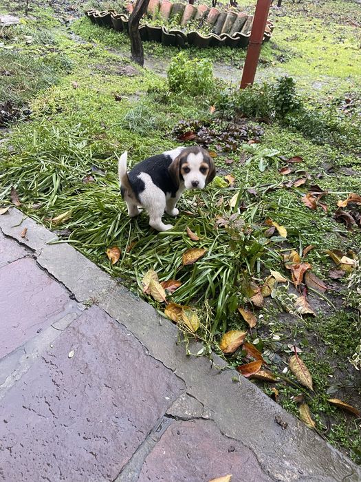 Кученца Бигъл на два месеца