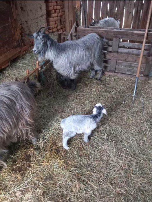 De vanzare capre cu iezi