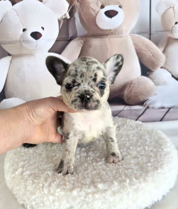 Френски булдог елитна кръвна линия момиче