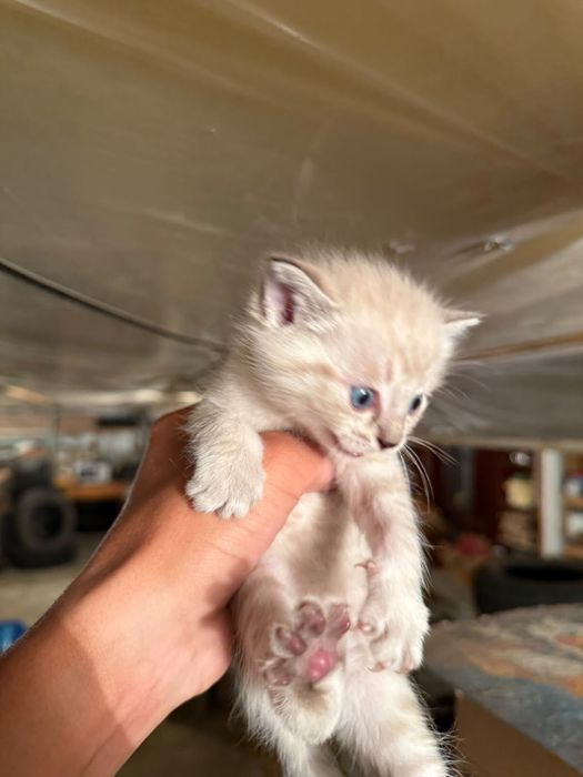 Отдам котят бесплатно