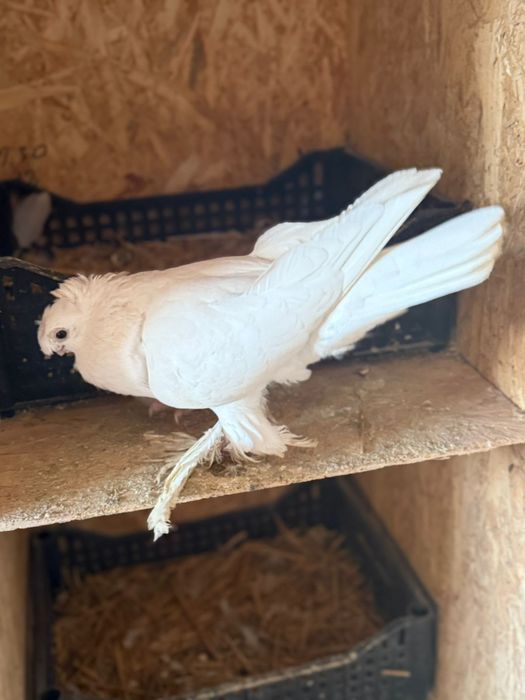 Голуби белый двухчубый