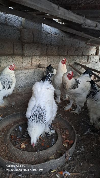 Черняевкада брама хўрозлар сотилади