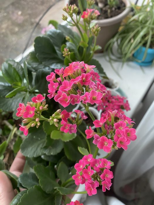 Каланхое, Алоэ, Алоэ древовидное, Хлорофитум