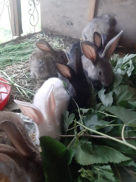 Ona bola quyonlar sotiladi