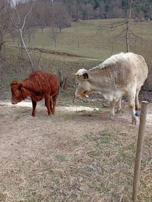 Vând vitele rasa de carne