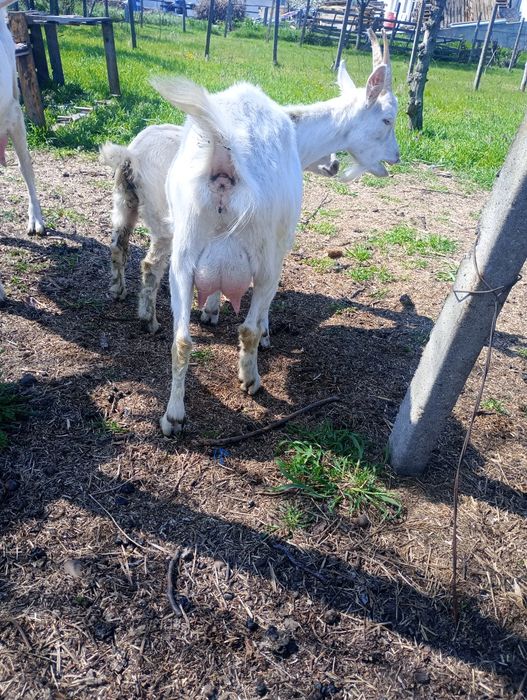 2 Capre cu lapte