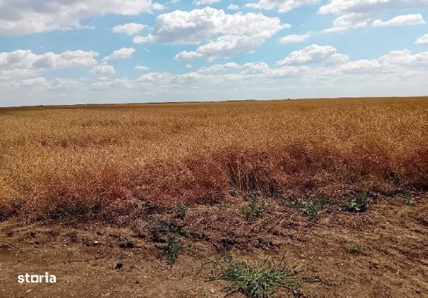 Teren extravilan Salcia , ID: R3433290