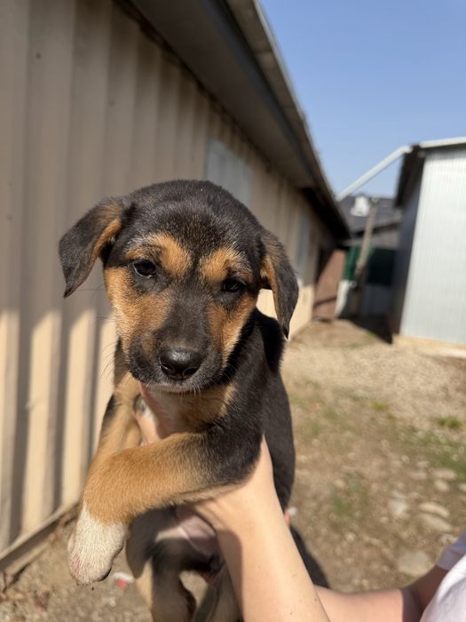 Отдам щенят в хорошие руки