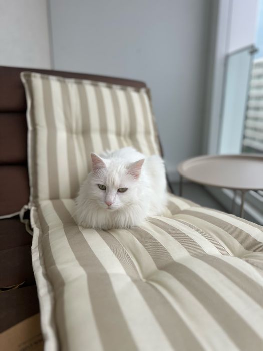 Sezlong fotoliu (perna CADOU)