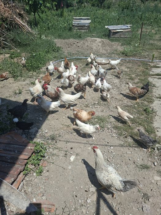 Vand un lot de 50 de pui taranesti (tineret)