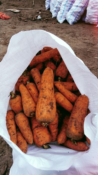 Продам морковь .