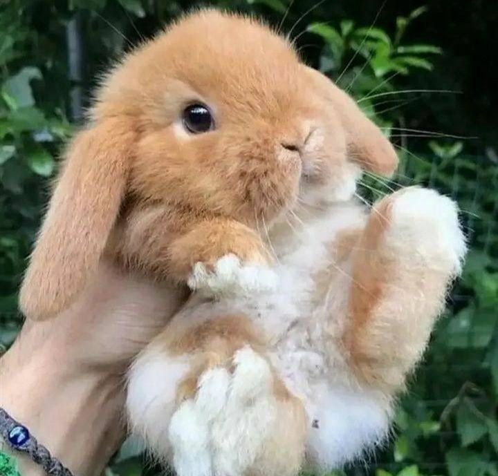 Кролики элитной породы