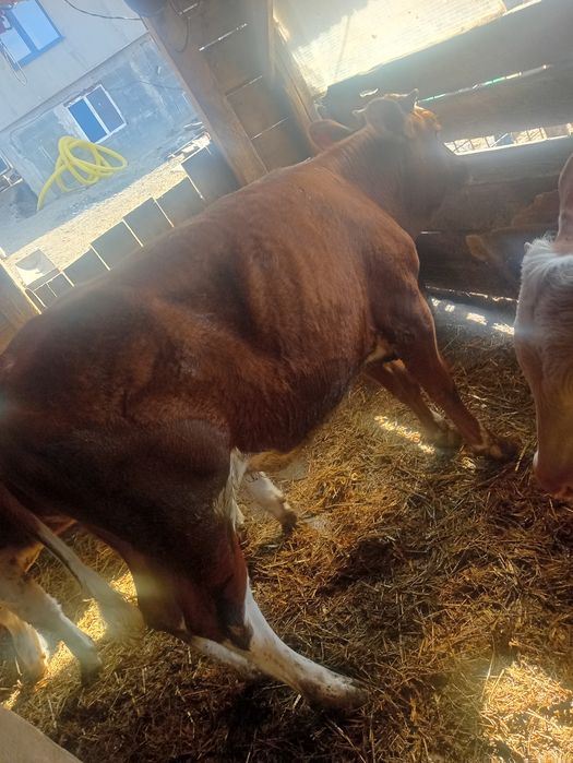 Vând o vitea de 6 luni